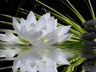 Пазл #52008
