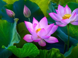 Пазл «Lotus»
