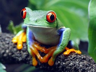 Пазл «Лупоглазая»