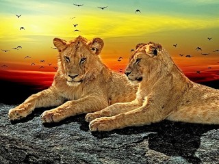 Пазл «Львы»