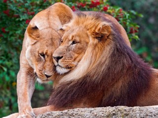 Пазл «Львиная нежность»