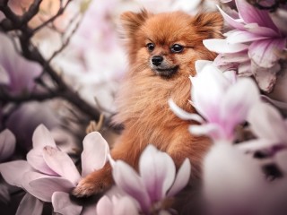 Пазл «Магнолия»