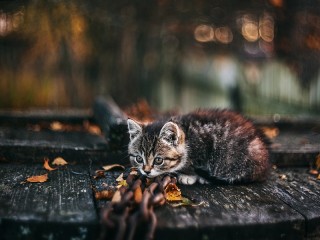 Пазл #67343