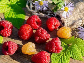 Пазл «Малина»