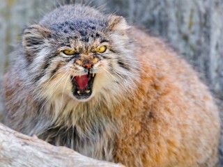 Пазл «Манул»