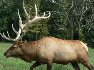 Пазл «Марал»