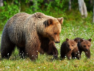 Пазл #308