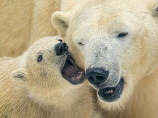 Пазл «Медвежонок»