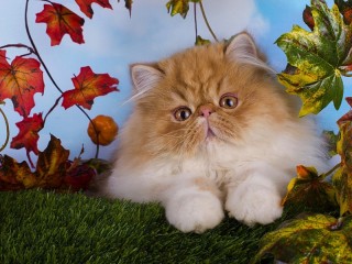 Пазл «Милашка»