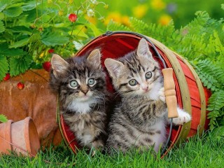 Пазл «Милые котята»