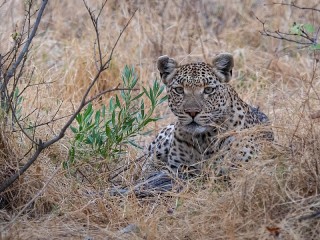 Пазл «Милый котёнок»