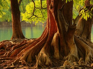 Пазл «Могучее дерево»