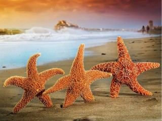 Пазл «Морские звезды»