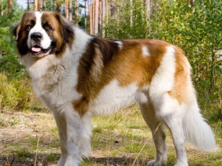 Пазл «Московская сторожевая»