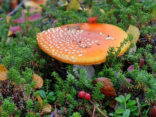 Пазл «Мухомор»