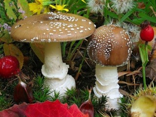 Пазл «Мухоморы»