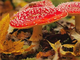 Пазл #37181