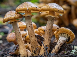 Пазл «Mushrooms»