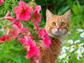 Пазл «На даче»