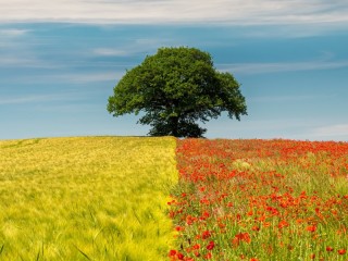 Пазл «На границе полей»