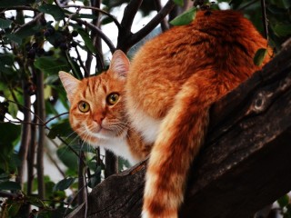 Пазл «Наблюдатель»