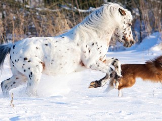 Пазл #66389