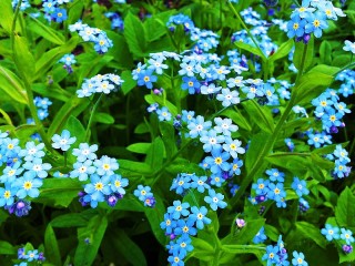 Пазл «Незабудки»