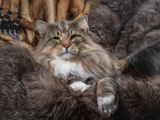 Пазл «Норвежский лесной»