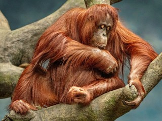 Пазл «Обезьяна»