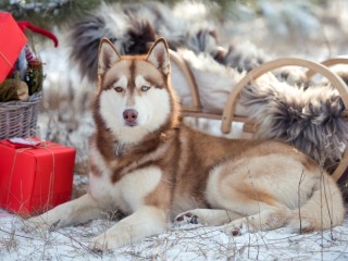 Пазл #9892