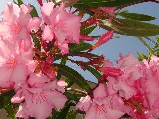 Пазл «Олеандр»