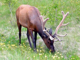 Пазл «Олень»