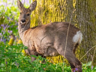 Пазл «Олень»