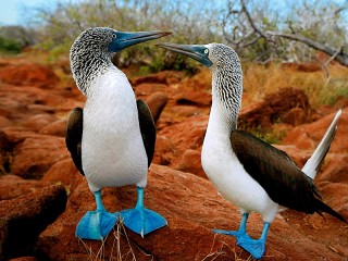 Пазл «Олуши»