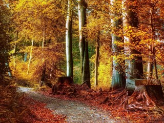 Пазл «Осень»