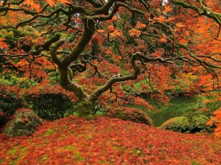 Пазл «Осенний клен»