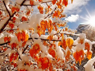 Пазл «Осенний снегопад»