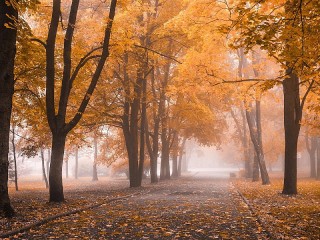 Пазл «Осенняя аллея»
