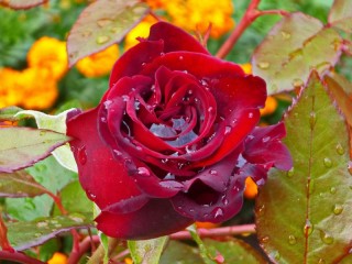 Пазл «Осенняя роза»