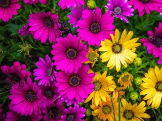 Пазл «Остеосперум»