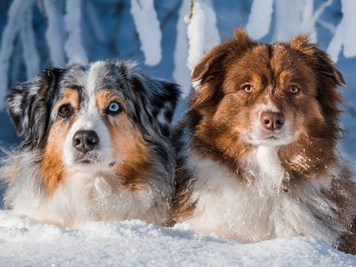 Пазл #73886