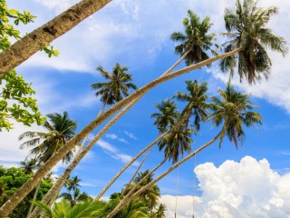 Пазл «Palm Tree»