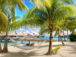 Пазл «Пальмы»