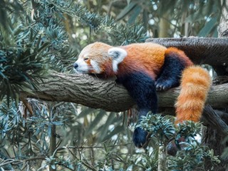 Пазл «Панда»