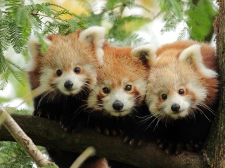 Пазл «Панды»