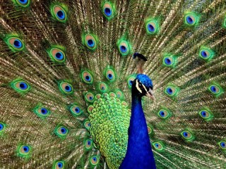 Пазл «Павлин»