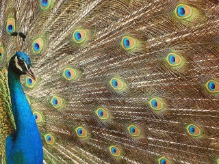 Пазл «Павлин»