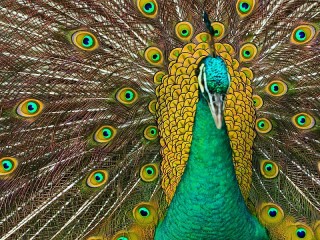 Пазл «Павлин»