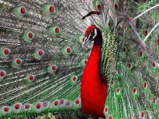 Пазл «Павлин»