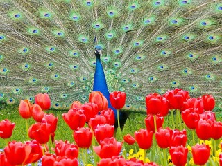 Пазл #40010